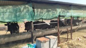 शासकीय योजना अभिसरण