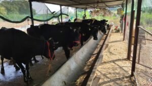 शासकीय योजना अभिसरण